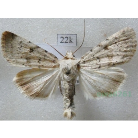 Epipsilia grisescens (Fabricius, 1794) Poland22k